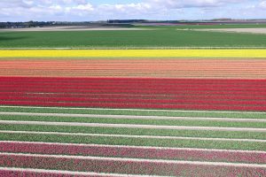Φεστιβάλ Τουλίπας Ολλανδία
